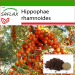 SAFLAX - Astelpaju - 40 seemet - Potisubstraadiga paremaks kasvatamiseks - Hippophae rhamnoides