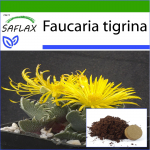 SAFLAX - Tiger Jaw - 40 seemet - Potisubstraadiga paremaks kasvatamiseks - Faucaria tigrina