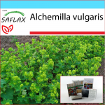 SAFLAX - kinkekomplekt - Lady's Mantle - 100 seemet - Koos kinkekarbi, kaardi, etiketi ja potisubstraadiga - Alchemilla vulgaris
