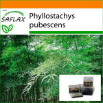 SAFLAX Aed kotis - Moso Bamboo - 20 seemet - Substraadiga sobivas p&uuml;stises kotis - Phyllostachys pubescens