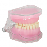 Hambamudeli vaigu eemaldatav standardne &otilde;ppet&ouml;&ouml; Implantaadi hambaravi režiim praktika &otilde;petamiseks