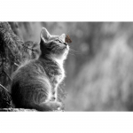 5D Teemantmaaling Cat Broderie Diamant Multifilm Teemantristpistes 20X30CM