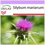 SAFLAX - Piimaohakas - 75 seemet - Silybum marianum