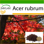 SAFLAX - Punane vaher - 20 seemet - Potisubstraadiga paremaks kasvatamiseks - Acer rubrum