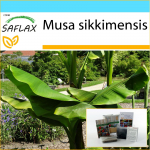 SAFLAX - Kingikomplekt - Darjeeling Banana - 5 seemet - Koos kinkekarbi, kaardi, etiketi ja potisubstraadiga - Musa sikkimensis