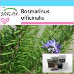 SAFLAX &ndash; kinkekomplekt &ndash; Rosmariin &ndash; 100 seemet &ndash; Koos kinkekarbi, kaardi, etiketi ja potisubstraadiga &ndash; Rosmarinus officinalis
