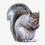 Ida-hall orav Hall orav triikraud soojus&uuml;lekandel tr&uuml;kkimisel Vin&uuml;&uuml;lplaastrid Kleebis riietele Ise ise teha aplikatsioonid pestavad plaastrid