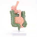 Inimese seedes&uuml;steemi mudel mao anatoomia j&auml;mesoole pimesool p&auml;rasoole kaksteists&otilde;rmiksool Inimese siseorganite struktuurimudel a set