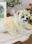 Haneul mung mung Tinker Bell pitsiline kapott Sky