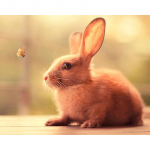 5D teemanttikandid armas j&auml;nku isetegemise teemantmaaling t&auml;ispuurmosaiigiga kingitus teemantseinakunstid 20X30CM