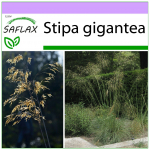 SAFLAX - Hiidsulghein - 10 seemet - Stipa gigantea