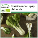 SAFLAX &ndash; Mahe &ndash; Hiina sinepkapsas &ndash; Pak Choi &ndash; 300 seemet &ndash; Brassica rapa