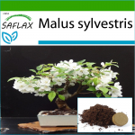 SAFLAX - Bonsai - Metsikkrabi - 30 seemet - Potisubstraadiga paremaks kasvatamiseks - Malus sylvestris
