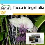 SAFLAX &ndash; kinkekomplekt &ndash; Valge nahkhiirelill &ndash; 10 seemet &ndash; Koos kinkekarbi, kaardi, etiketi ja potisubstraadiga &ndash; Tacca integrifolia
