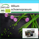 SAFLAX - Kinkekomplekt - Orgaaniline - Murulauk - 250 seemet - Kinkekarbi, kaardi, etiketi ja potisubstraadiga - Allium schoenoprasum