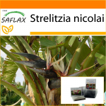 SAFLAX - Aed kotis - Valge paradiisilind - 5 seemet - Substraadiga sobivas p&uuml;stises kotis - Strelitzia nicolai