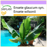 SAFLAX - Lumebanaan - 10 seemet - Ensete glaucum