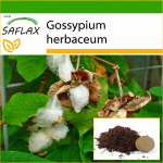 SAFLAX - Levant Cotton - 12 seemet - Potisubstraadiga paremaks kasvatamiseks - Gossypium herbaceum
