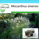 SAFLAX &ndash; kinkekomplekt &ndash; Hiina h&otilde;bemuru &ndash; 200 seemet &ndash; koos kinkekarbi, kaardi, etiketi ja potisubstraadiga &ndash; Miscanthus sinensis
