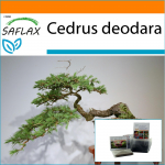 SAFLAX - Aed kotis - Bonsai - India seeder - 35 seemet - Substraadiga sobivas p&uuml;stises kotis - Cedrus deodara