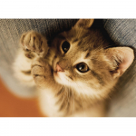 DIY 3D teemantmaaling loomakassi tikandid ristpistes k&auml;sit&ouml;&ouml;na kodukaunistus Full Round 20x25CM