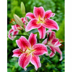 DIY Lill 5D Teemantmaal T&auml;isringi puur Mosaiik Teemant Tikand Ristpistes Komplektid Kodukaunistus j&otilde;ulukink Full Round 20x30CM