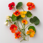 15 k&auml;&auml;busnasturtsiumi seemet