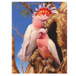 Teemantmaaling Papagoivaigust Crystal Teemanttikandid Ristpistes 20X30CM