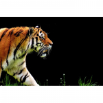 Teemantmaal Full Drill Tiger Teemanttikandid Cartoon Ristpistes 20X30CM