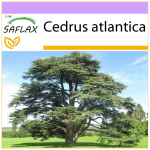 SAFLAX - P&otilde;hja-Aafrika Atlase seeder - 20 seemet - Cedrus atlantica