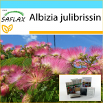 SAFLAX &ndash; kinkekomplekt &ndash; Pinc Acacia &ndash; 50 seemet &ndash; Koos kinkekarbi, kaardi, etiketi ja potisubstraadiga &ndash; Albizia julibrissin