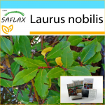 SAFLAX - Kingikomplekt - Loorberipuu - 6 seemet - Koos kinkekarbi, kaardi, etiketi ja potisubstraadiga - Laurus nobilis