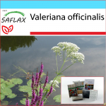 SAFLAX &ndash; Kingikomplekt &ndash; Harilik palderjan &ndash; 200 seemet &ndash; Koos kinkekarbi, kaardi, etiketi ja potisubstraadiga &ndash; Valeriana officinalis