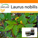SAFLAX - Aed kotis - Loorberipuu - 6 seemet - Substraadiga sobivas p&uuml;stijas kotis - Laurus nobilis