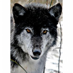 Isetegija hunt 5d teemantmaal, t&auml;isring puur Kodukaunistused Loomade teemanttikandid Ristpistes K&auml;sit&ouml;&ouml;kunst j&otilde;ulukink Full Round 20x30CM