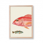 Vintage Kalatr&uuml;kk Loodusajalugu Plakatid L&otilde;uendimaalid Retro Seinakunst HD Pilt Elutoa Kodu Kontori Dekor Raamita 21x30cm No Framed