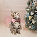 Christmas Cat Bowtie Funny Adjustable Charm Xmas Accessories Holiday Series Kaelarihm poistele ja green Santa Claus