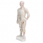 Inimkeha n&otilde;elravi mudel Professionaalne kaasaskantavate meridiaanipunktide mudel loodusteaduste klassi jaoks