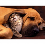 T&auml;is&uuml;mmarguse puuriga teemanttikandid kassile ja koerale 5D DIY teemantmaal ristpistes kivikivi 20X30CM