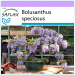 SAFLAX &ndash; Bonsai &ndash; Aafrika Wisteria puu &ndash; 15 seemet &ndash; Bolusanthus speciosus