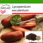 SAFLAX - Tomat - San Marzano - 10 seemet - Potisubstraadiga paremaks kasvatamiseks - Lycopersicon esculentum