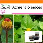 SAFLAX - Aed kotis - Parakress - 500 seemet - Substraadiga sobivas p&uuml;stijas kotis - Acmella oleracea