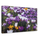 L&otilde;uenditr&uuml;kk Crocus Flowers Meadow Nature 60x40 lilla