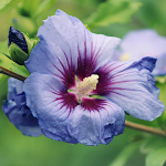 S&uuml;&uuml;ria sinise hibiski seemned 0,5g - VILMORIN