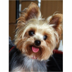 T&auml;is&uuml;mar/ruudukujuline 5D Teemantmaaling Armas kutsikas Teemanttikandid Ristpistekomplektid Kodukaunistus K&auml;sitsi valmistatud kingitused Round 20x30cm