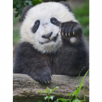 T&auml;is&uuml;mmargune/ruudukujuline 5D isetehtud teemantmaal Kutsuv panda Teemanttikandid Ristpistekomplektid Kodukaunistus K&auml;sitsi valmistatud kingitused Round 20x30cm