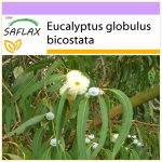SAFLAX - Tasmaania Bluegum - 100 seemet - Eucalyptus globulus