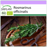 SAFLAX &ndash; Mahe &ndash; Rosmariin &ndash; 40 seemet &ndash; Rosmarinus officinalis