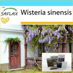 SAFLAX - Kinkekomplekt - Sinine Hiina Wisteria - 4 seemet - Koos kinkekarbi, kaardi, etiketi ja potisubstraadiga - Wisteria sinensis