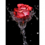 5D Teemantmaal Punane Roosi Lill Mustvalge Seeria T&auml;isringi, Teemant Inkrusteeritud Tikand Inkrusteeritud Kodukaunistus Full Round 20x30CM